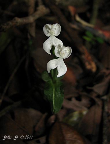 7 Réserve d'Anja - Disperis oppositifolia
