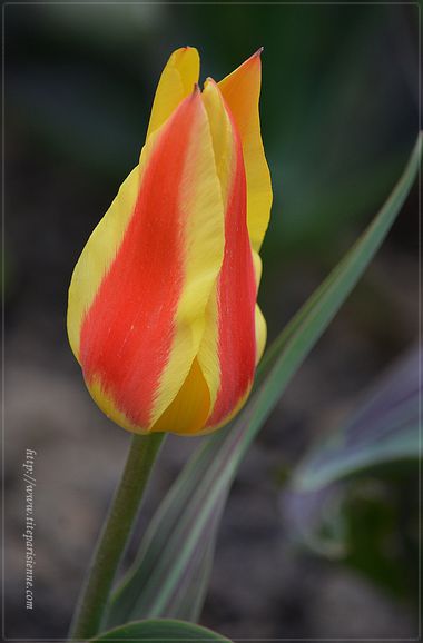 Parc Floral de Paris Tulipe 4