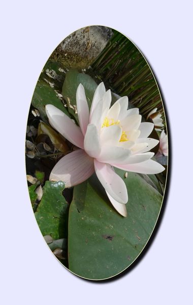 carte fleur 20