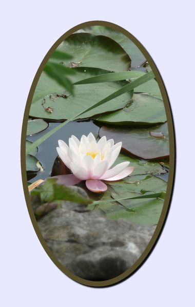 carte fleur 23