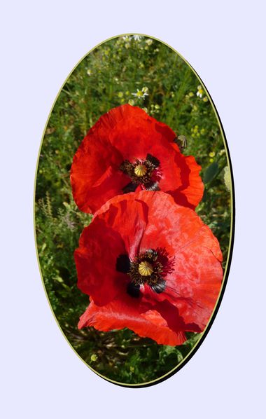 coquelicot 1