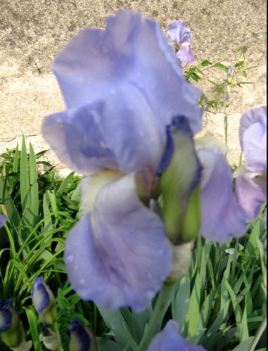 Iris-jardin.jpg