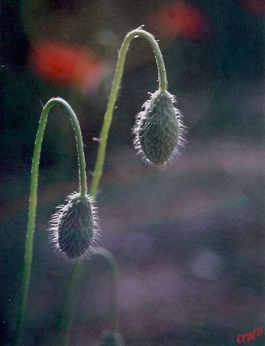 coquelicot-3.jpg
