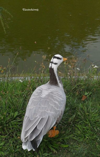 oiseaux-1.jpg