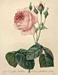 Rosa centifolia bullata Redoute