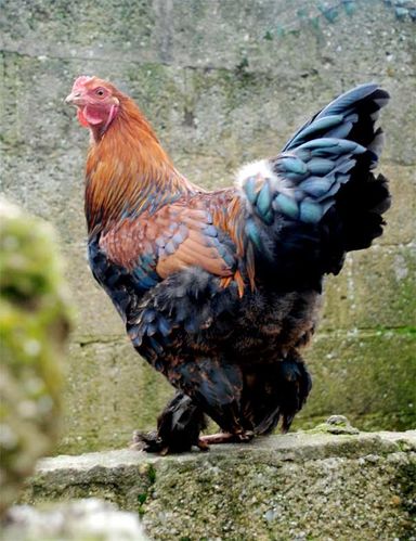 poulettes-2