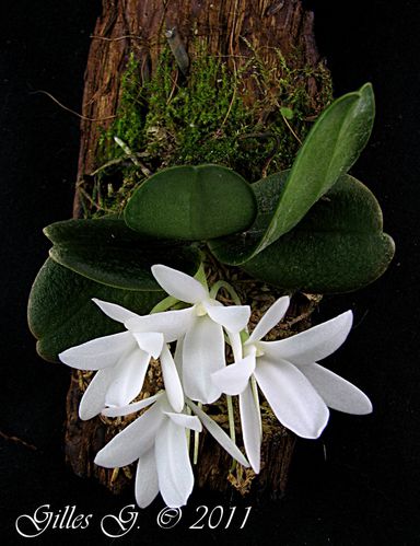 Aerangis fastuosa