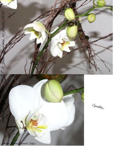 2011 01 02 equilibre (orchidée 2)