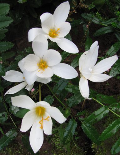 crocus-speciosus-Albus-27-sept-11.JPG