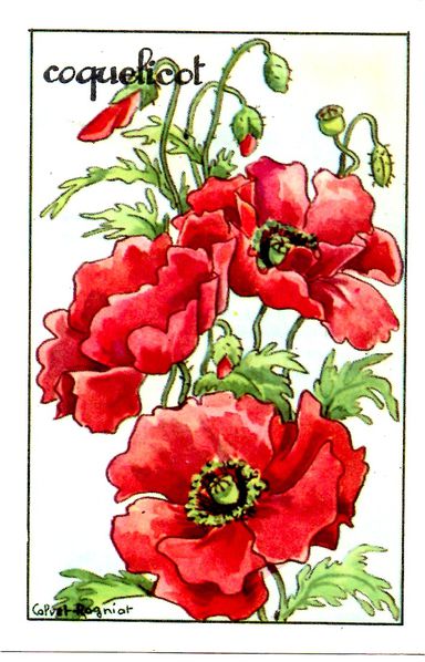 fleur010.jpg