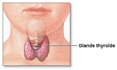 Source Wikipédia Glande-thyroide-normale.png