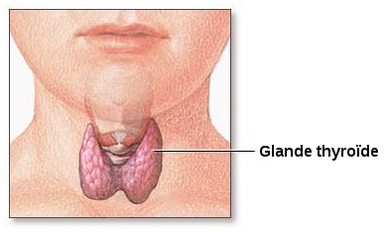 Glande-thyroide-normale.png