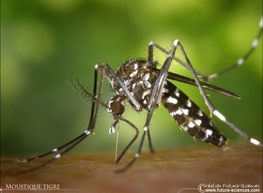 Aedes-albopictus-de-FuturaSciences.JPG