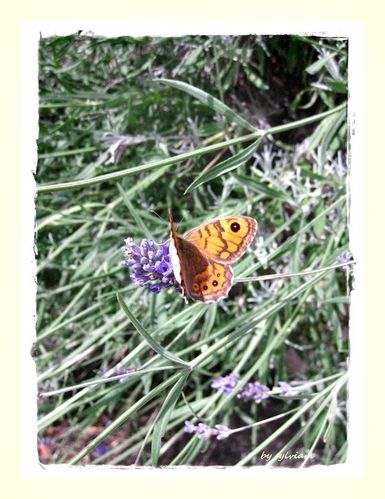 papillons-1.jpg