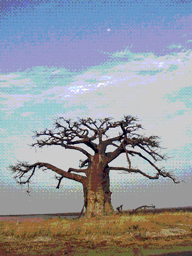 Baobab.gif