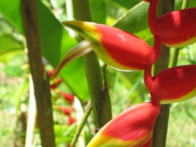 Botanic Garden Puerto Vallarta (51)