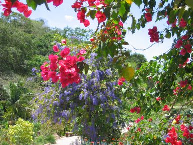 Botanic Garden Puerto Vallarta (54)