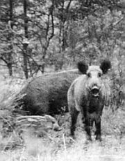 Sanglier0011