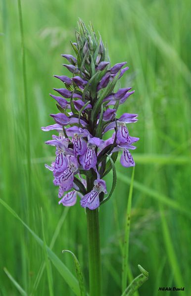 Orchis négligé de juin épi