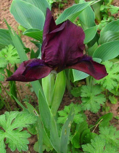 iris-pumila-pourpre-23-avr-11.jpg