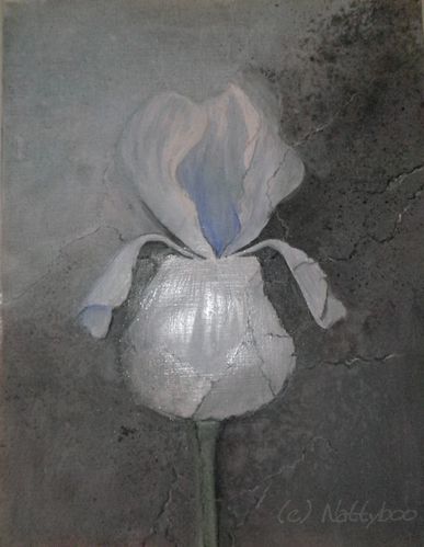 iris blanc 06 2010