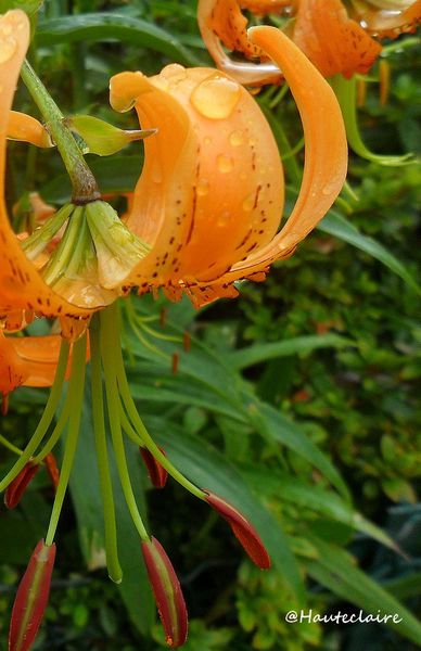 lys-pluie-1.jpg