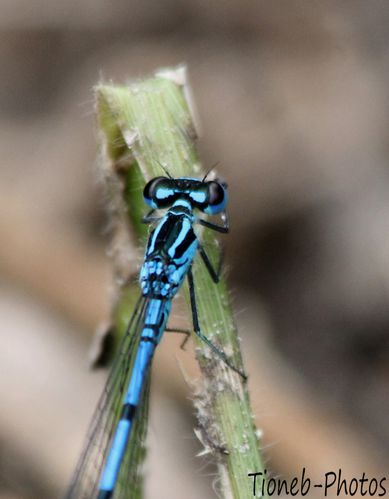 Agrion jouvencelle IMG 2016 bis