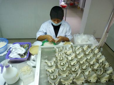 MELAKA nettoyage des nids d'hirondelles 3