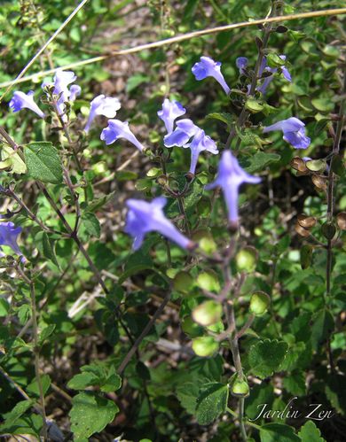 Labna fleurs bleus