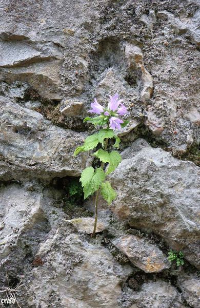 Ariege-2010-001.jpg