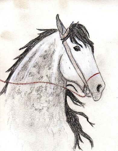 equine chalange 04