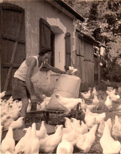 Xavier Dières élève des poulets dans les années 50