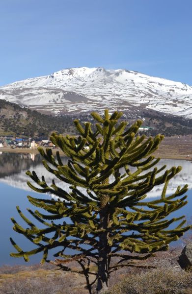 2012.10---Secretaria-Munucipal-de-turismo-Caviahue-Copahue.jpg