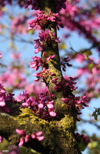 16-avril-2011---retour-Pamparigouste---fleurs--Estaban-028.JPG