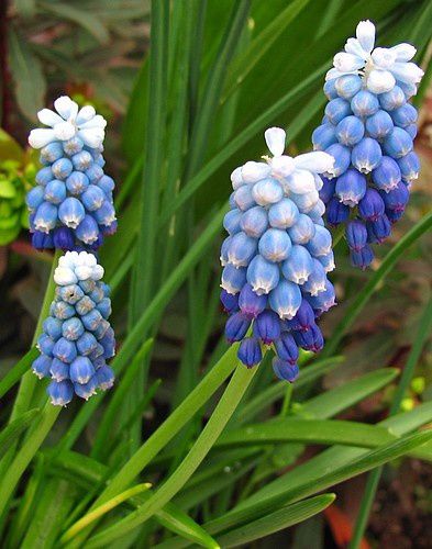 muscari-aucheri-Mount-Hood-4-avr-11.jpg