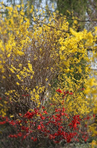 25mars2012--jardin-017a-copie-1.jpg