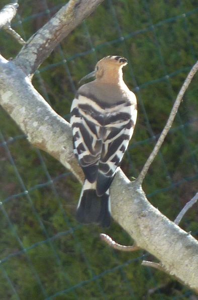 huppe-fasciee_2010-04-05_02.jpg