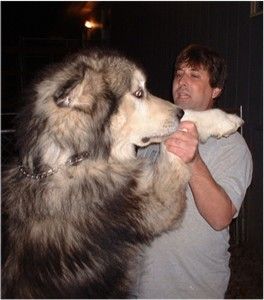 Giant Alaskan Malamute Husky Giant Alaskan Malamute Husky
