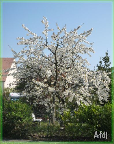 Cerisier-en-fleurs