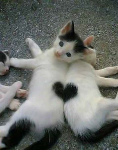 Coeur de chats