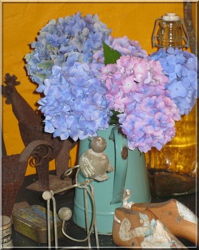 hortensia