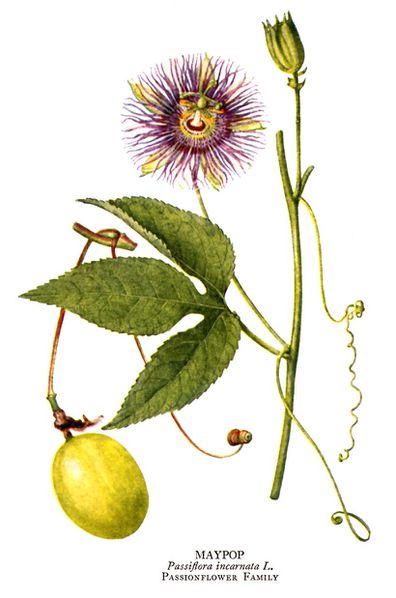 Passiflora_incarnata.jpg