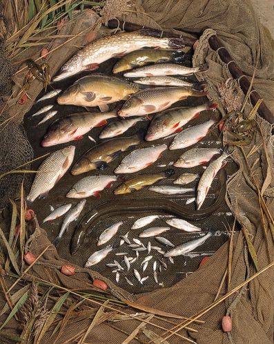 JCK-002-Poissons-C.jpg