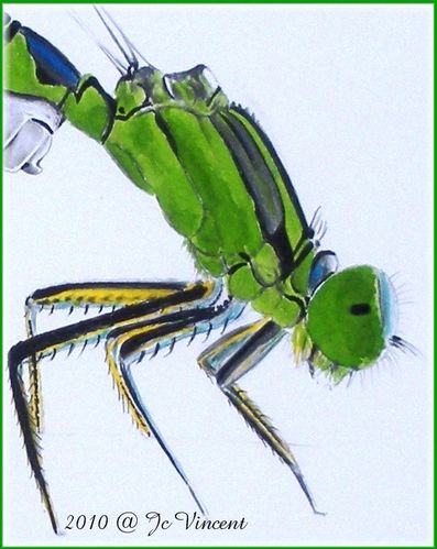 02---agrion.JPG