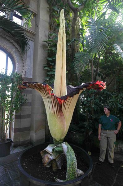 La plus grosse fleur du monde. - Photos de Tout