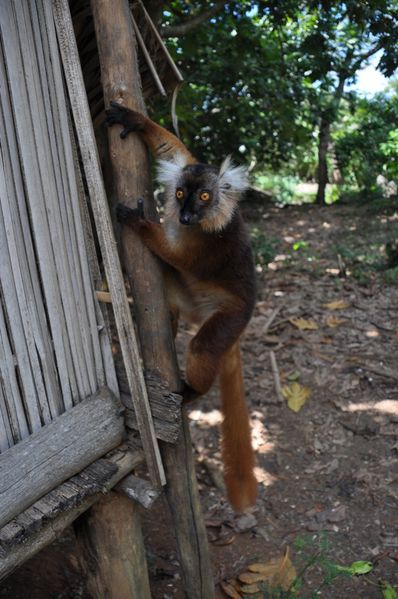 Eulemur macaco (19)