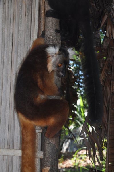 Eulemur macaco (6)