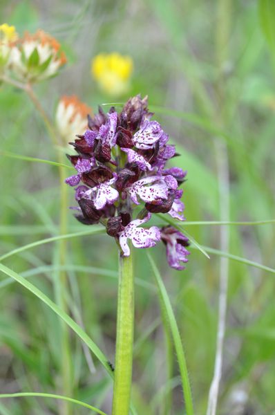 Orchis pourpre 1