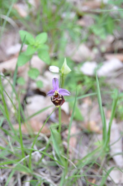ophrys bourdon