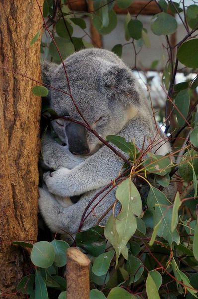 koala